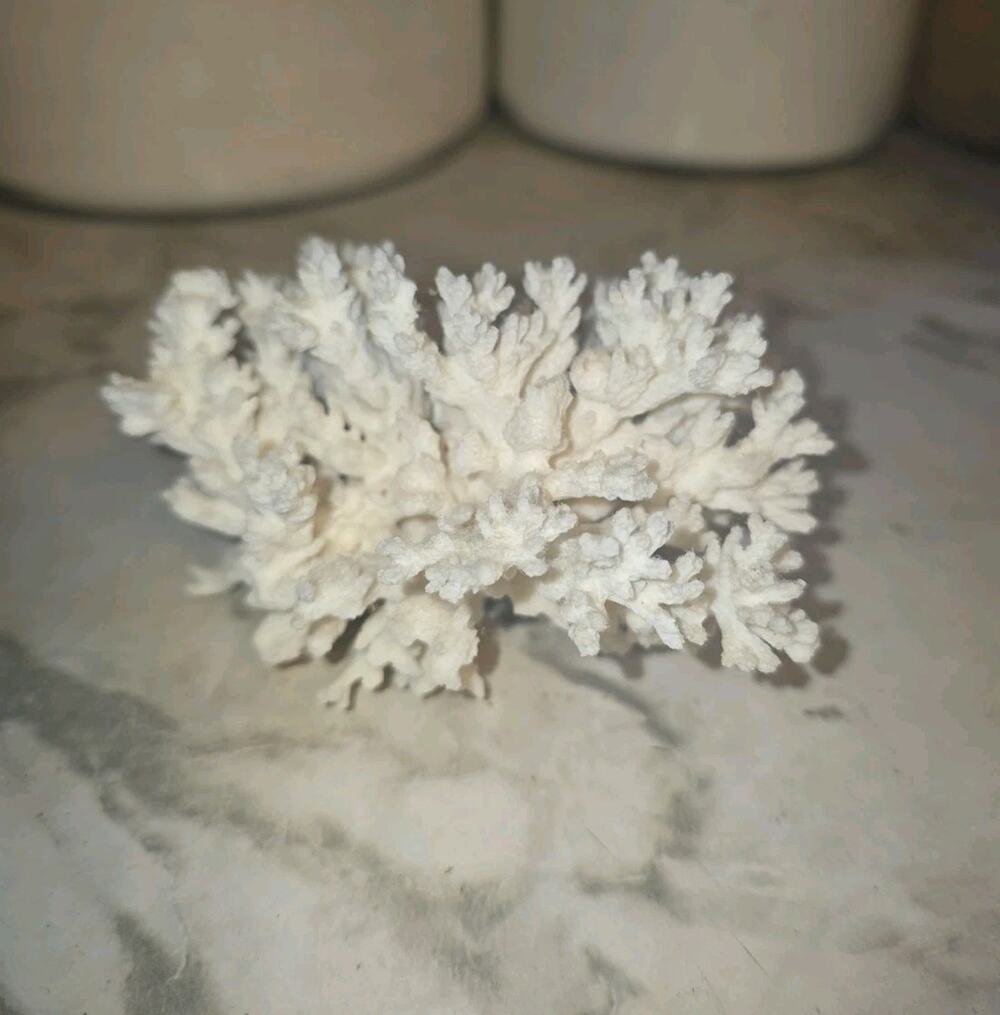 Vtg White Lace Coral Cluste 4" Ocean Sea Life Beach House Lake Air BNB Elegant33
